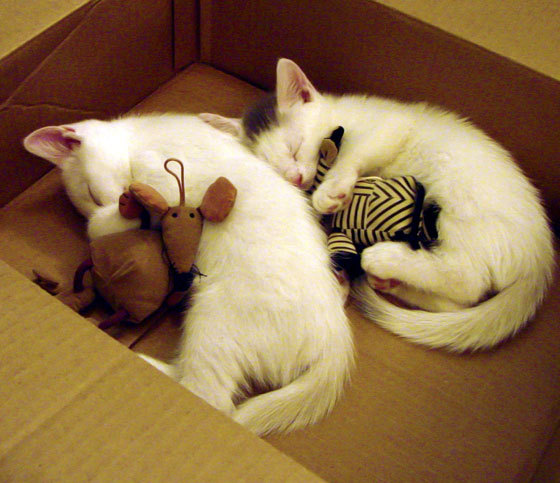 国际乒联公布最新排名，中国队稳居榜首，国际乒联公布最新排名,中国队稳居榜首