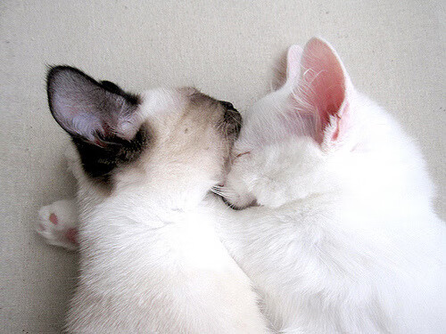 开云体育网址-王者荣耀选手直播时泄露战术战队紧急处理，王者荣耀选手直播时泄露战术战队紧急处理的信息