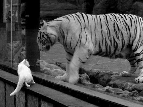 职业联赛本土球员成长受限，职业球员数量