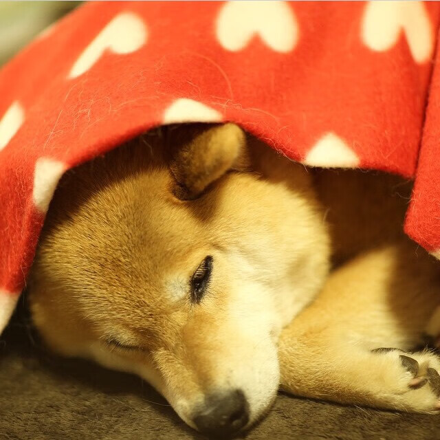 “华金·托比利亚的全能防守与强大领导力,成为美洲狮队的战术支柱”