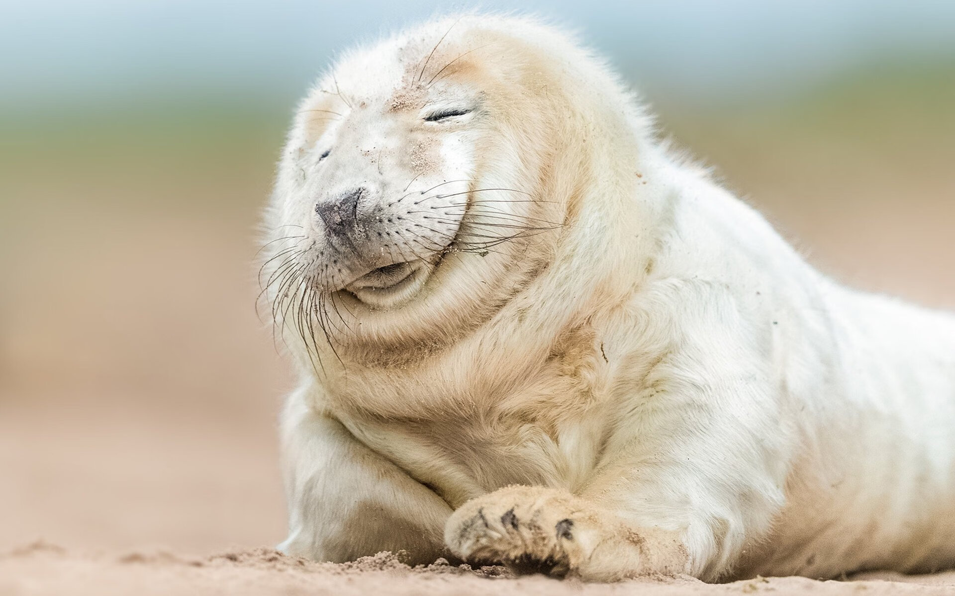 开云体育登录入口-“尼古拉斯·桑特基的进攻组织与防守配合，推动美洲狮队向前迈进”